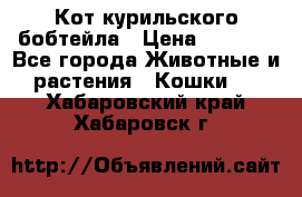 Кот курильского бобтейла › Цена ­ 5 000 - Все города Животные и растения » Кошки   . Хабаровский край,Хабаровск г.